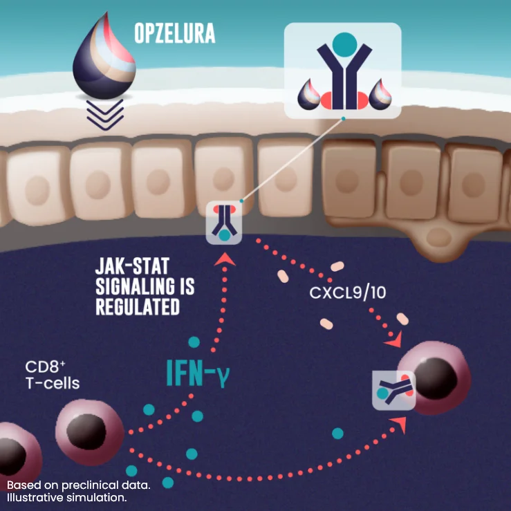 OPZELURA is thought to inhibit IFN-γ mediated JAK-STAT signaling